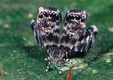 Brenthia sp 4 1  Choreutidae 