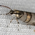 Tortyra slossonia  Choreutidae Spreizfl  gelfalter 