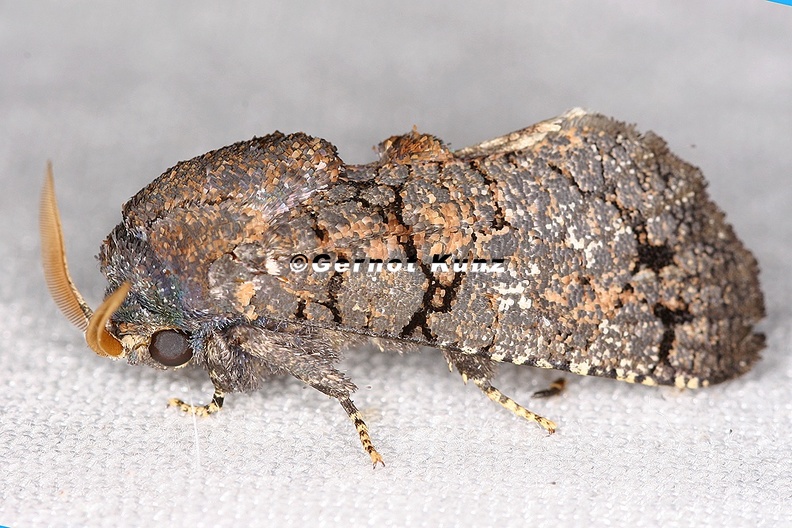 Cossidae indet 1 2 - Cossidae_indet__1_2.jpg Cossidae_indet__1_2.jpg