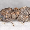 Cossidae indet  1 2