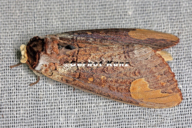Cossidae indet 6 2 - Cossidae_indet__6_2.jpg Cossidae_indet__6_2.jpg