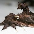 Langsdorfia franckii 2 2