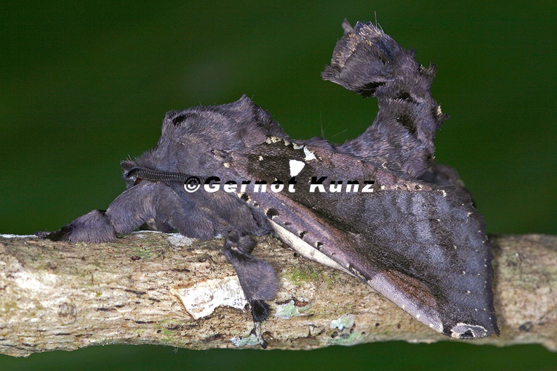 Langsdorfia_franckii_5_2.jpg