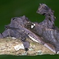 Langsdorfia franckii 5 2