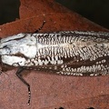 Morpheis pyracmon4 2