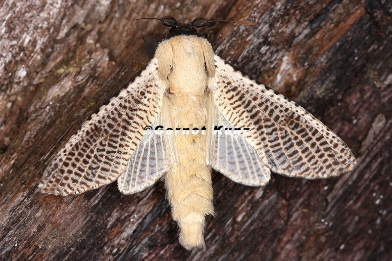 Morpheis_sp2_1.jpg