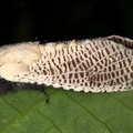 Morpheis sp3 2