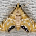 Cataclysta cf  cronialis 11 2