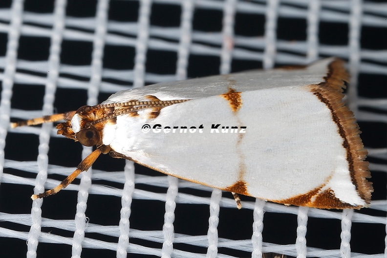 Argyria_lacteella__Milky_Urola_Moth_39_2.jpg
