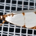 Argyria lacteella  Milky Urola Moth 39 2