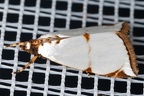 Argyria lacteella  Milky Urola Moth 39 2