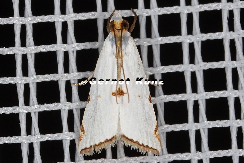 Argyria_lacteella__Milky_Urola_Moth_40_2.jpg