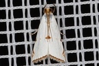 Argyria lacteella  Milky Urola Moth 40 2