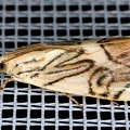 Dichogama redtenbacheri  Caper-leaf Webworm Moth 62 2