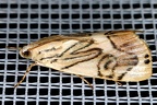 Dichogama redtenbacheri  Caper-leaf Webworm Moth 62 2