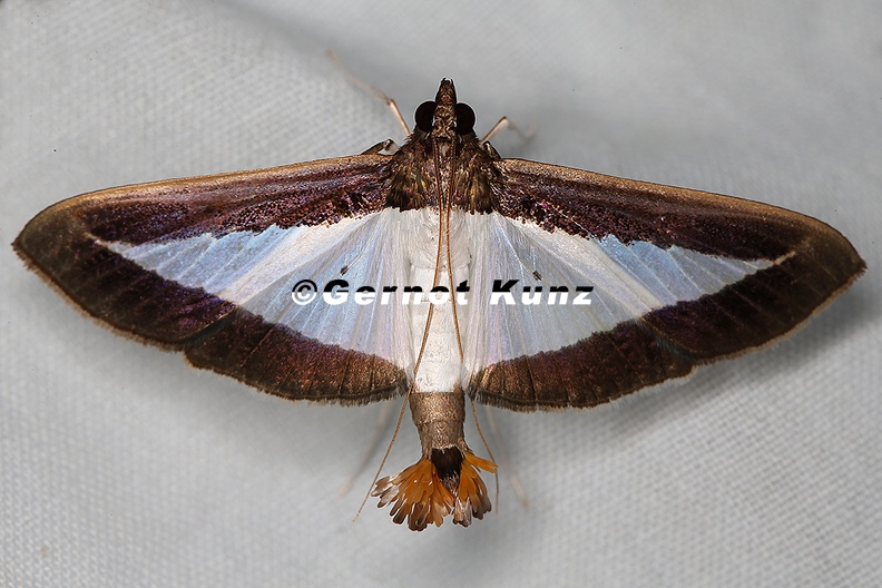 Diaphania elegans  1 2
