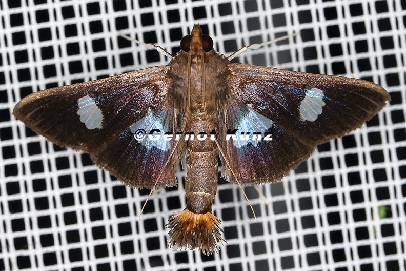 Diaphania exclusalis 2 2