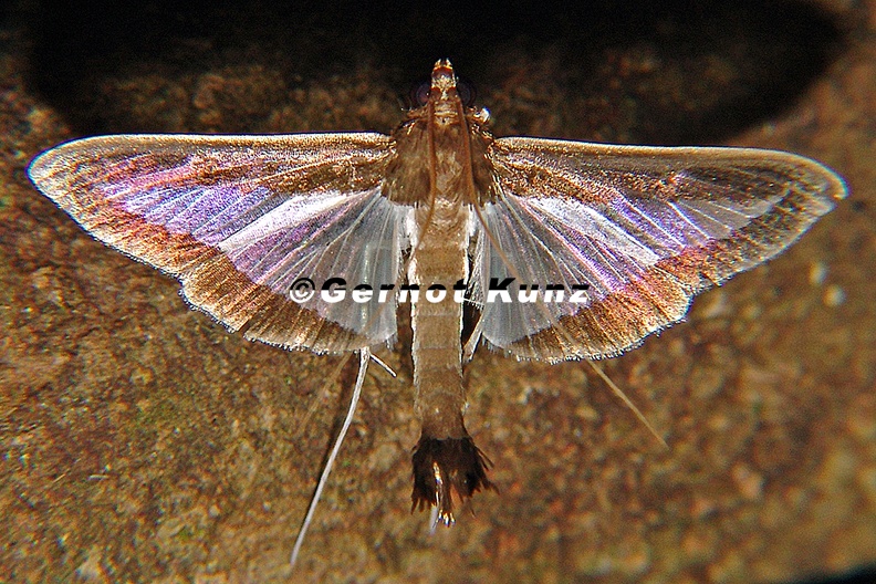 Diaphania hyalinata  7 2