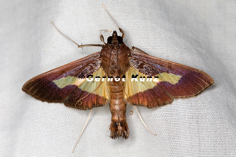 Diaphania nitidalis 3 2