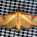 Glyphodes sp  19 2