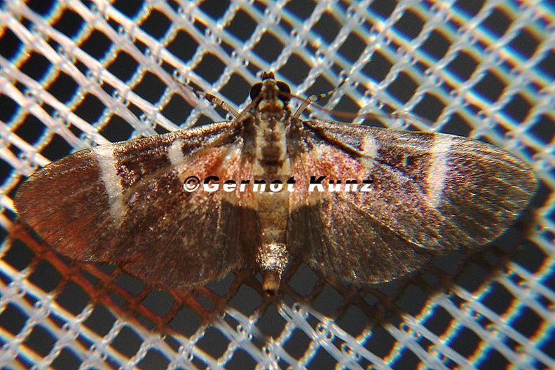 Lygropia_erythrobathrum_12_1.jpg