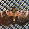 Lygropia erythrobathrum 12 1