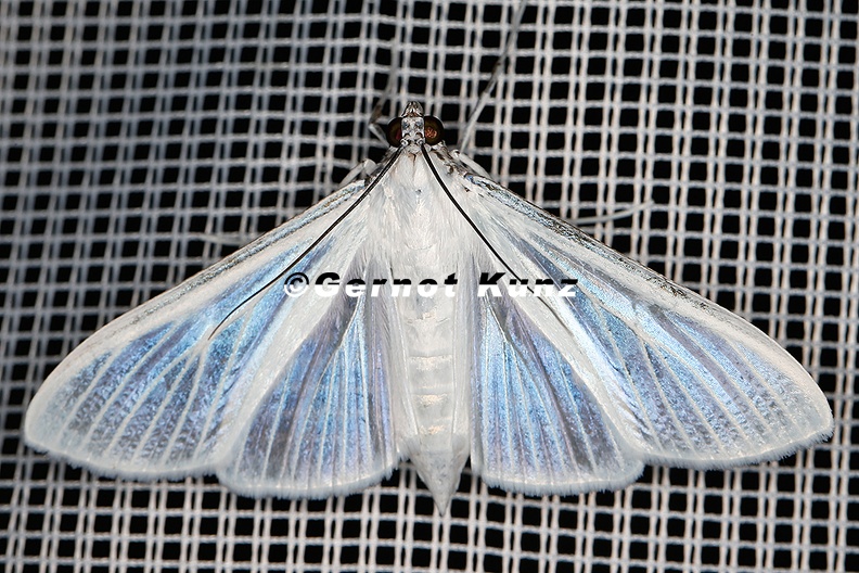 Palpita_flegia_9_2.jpg