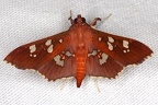 Phostria tedea 11 2