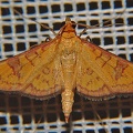 Prenesta scyllalis  13 2