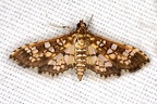 Samea ecclesialis  Assembly Moth 16 2