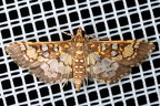 Samea ecclesialis  Assembly Moth 16 4