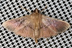 Syllepte sp  2 2