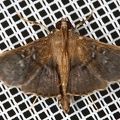 Syllepte sp  3 2