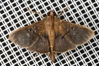 Syllepte sp  3 2