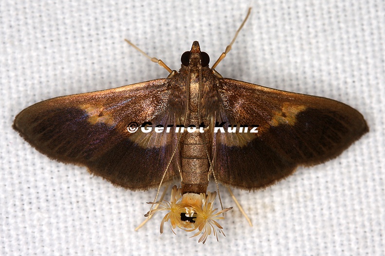 Crambidae_indet__17_2.jpg