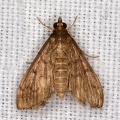 Crambidae indet  18 2