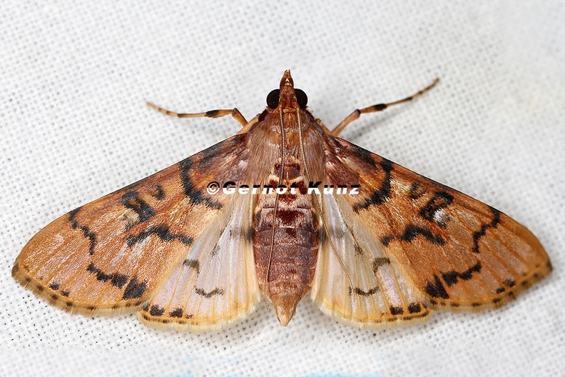 Crambidae_indet__1_2.jpg