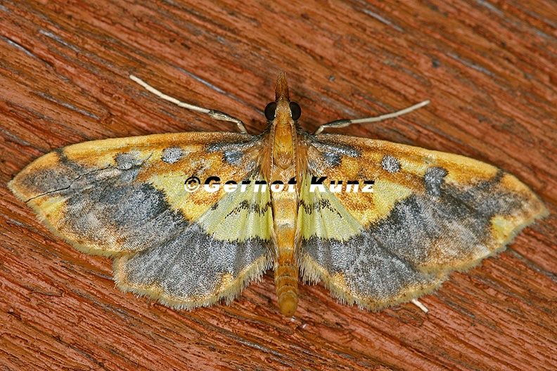 Crambidae_indet__20_2.jpg