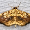 Crambidae indet  23 2