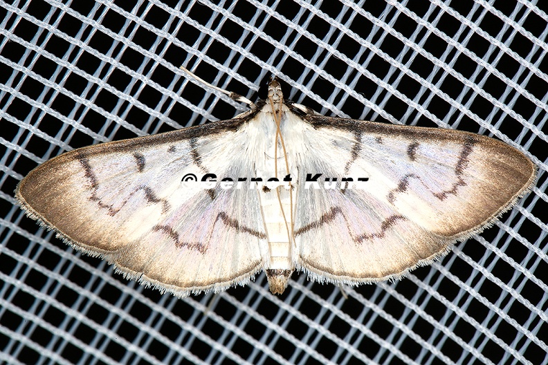Crambidae_indet__25_2.jpg