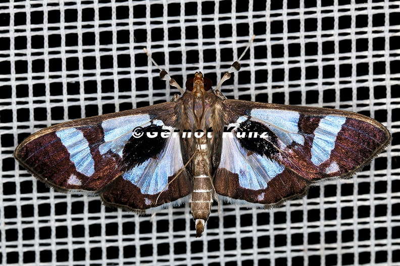 Crambidae_indet__26_2.jpg