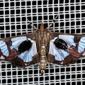 Crambidae indet  26 2
