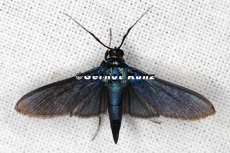Crambidae_indet__4_2.jpg