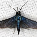 Crambidae indet  4 2