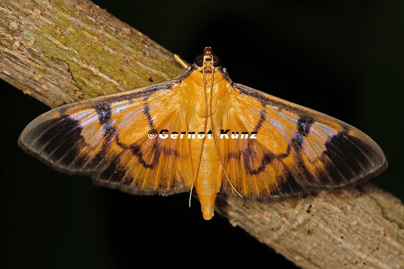 Crambidae_indet__5_2.jpg