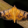 Crambidae indet  5 2