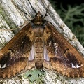 Diaphania costaricalis  27 2