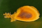 Dalceridae indet  6 2