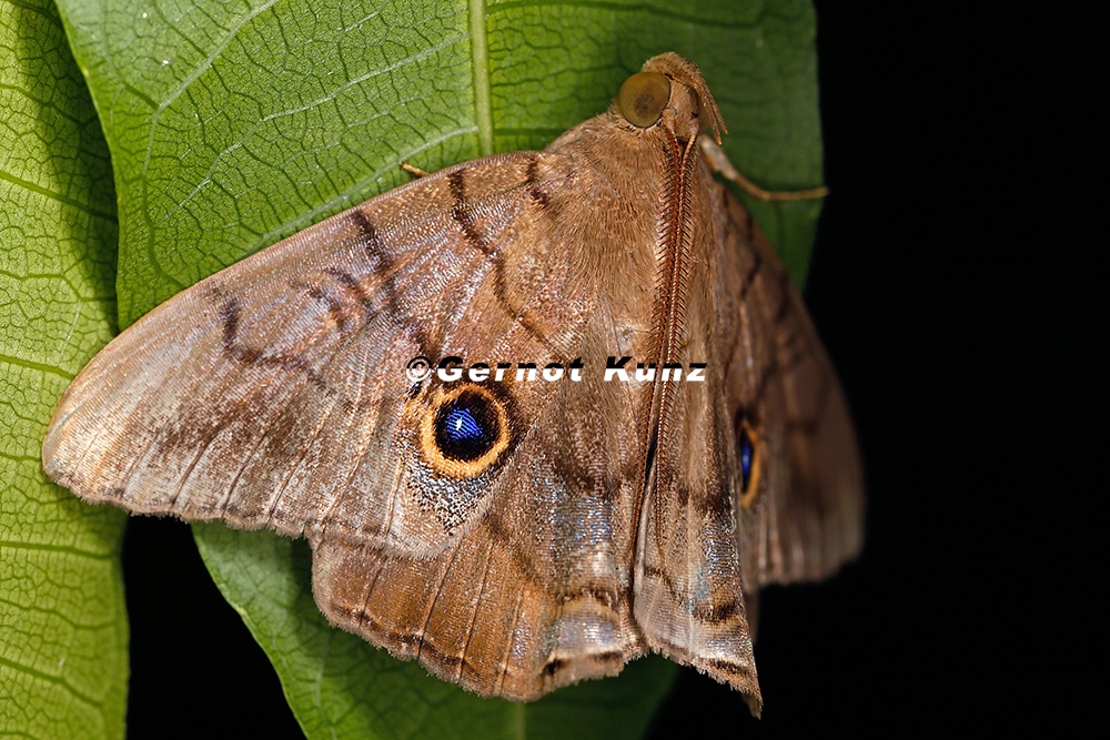 Dyomyx sp  7 2