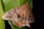 Dyomyx sp  7 2